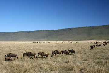 Wildebeest - Ngorongoro Crater, Tanzania, Africa
