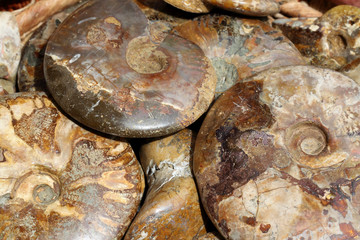 ammonites fossilisées