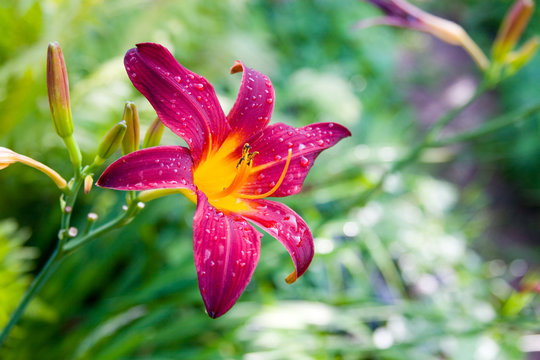 Fototapeta Beautiful purple flower lily on green background