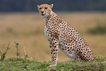 Gepard III