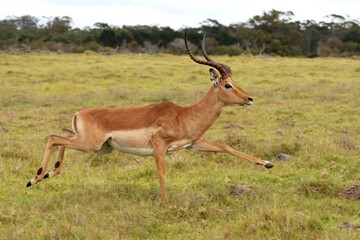 Naklejka na ściany i meble Bieganie Antelope Impala