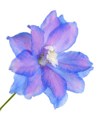 single bright blue and lilac delphinium  flower, isolated on whi