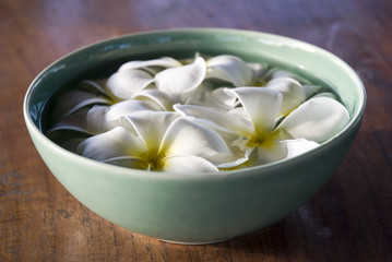 Bowl with frangipani blossoms