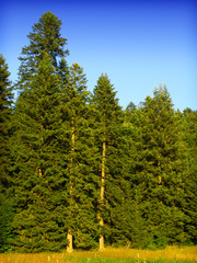 forest