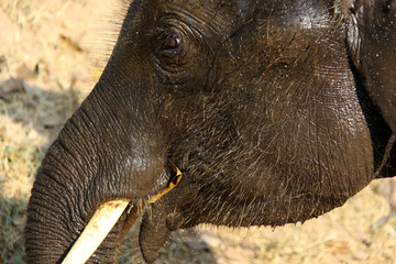 éléphant mouillé dans le soleil