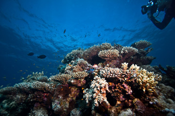 Fototapeta na wymiar photographe et corail