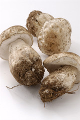 Porcini mushrooms.