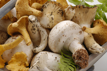 Assorted mushrooms.