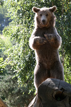 Ours des Pyr&eacute;n&eacute;es