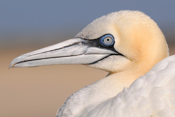Basstölpel Portrait