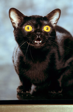 chat bombay noir aux yeux jaunes et agressif