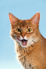 portrait de somali ouvrant la bouche et tirant la langue