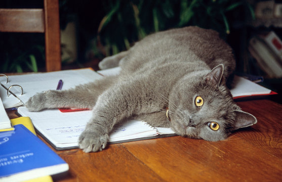 chat des chartreux allongé sur le bureau de son maître