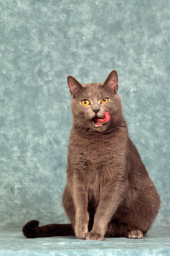 chat des chartreux massif, assis, se pourl&eacute;chant