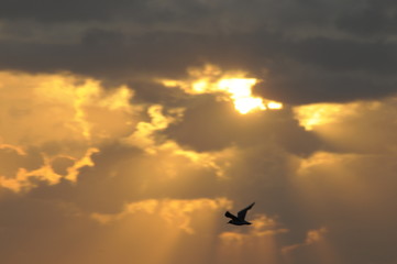 Vogel mit Abendhimmel