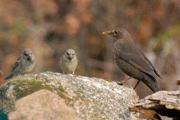 Mirlo hembra y gorriones
