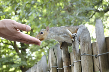 Grey squirrel hand fed