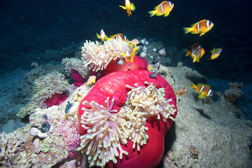 némo poisson clown 2