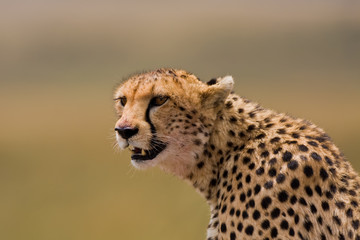 Gepard Portrait