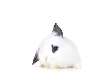 small white rabbit