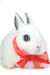 Small beautiful rabbit with  red ribbon