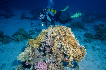 plongeurs sur une patate de corail
