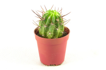 Mini cactus