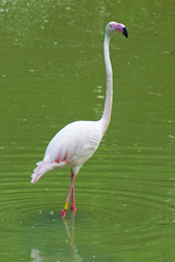 flamingo