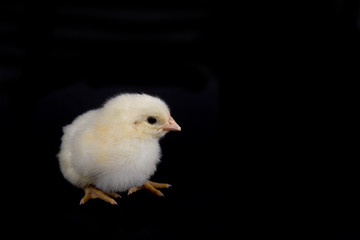 Baby Chicken on Black