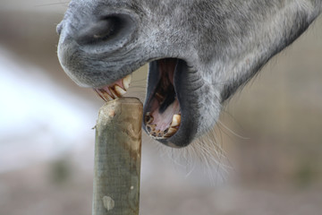 Grey horse eating on small pole - 18883369