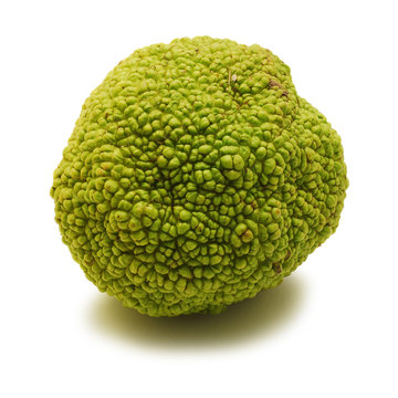 hedge apple