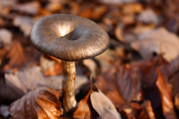 Pilz im Herbstwald