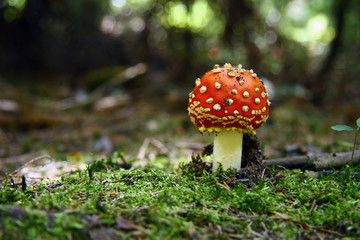 Little fly agaric