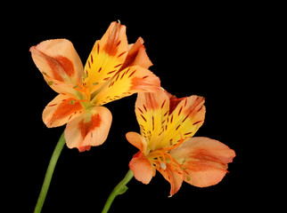 Peruvian Lily (Alstroemeria aurea)