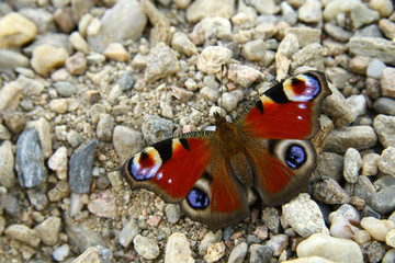 Peacock butterfly on the gravel