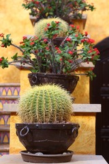 Cactus pots