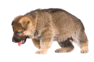 Sheepdogs puppy isolated over white background