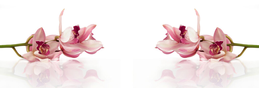 beautiful pink orchids lying on white background