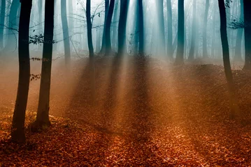 Plexiglas foto achterwand Dark autumn forest with the first light of the sun. © Laszlo