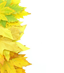 Yellow leaves isolated on white