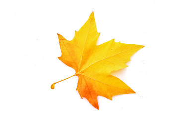 Yellow leaves isolated on white