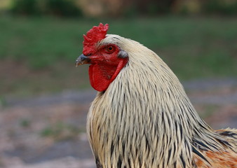 Cock, portrait of a colorful cock