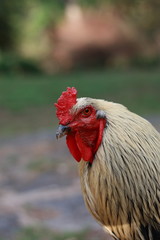 Cock, portrait of a colorful cock