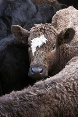 Fototapeta premium Cow