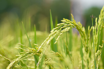 Rice stalk on a rice field