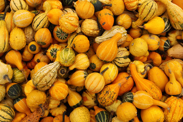 Mixed Pumpkins