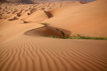 ripples in desert