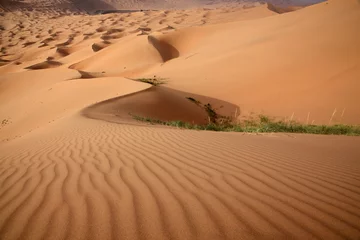 Cercles muraux Sécheresse ripples in desert