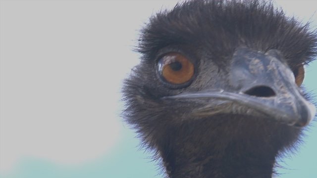 Close up of EMu
