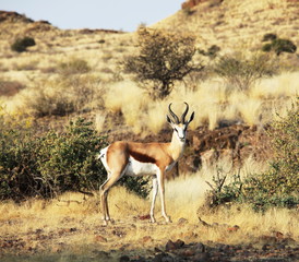 Antelope